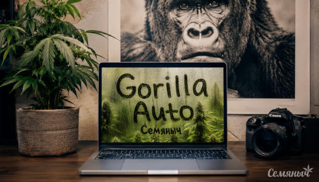Гроурепорт сорта Gorilla Auto fem от Семяныча