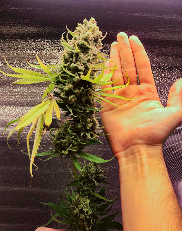 Сбор урожая с кустов LSD Сбор урожая LSD