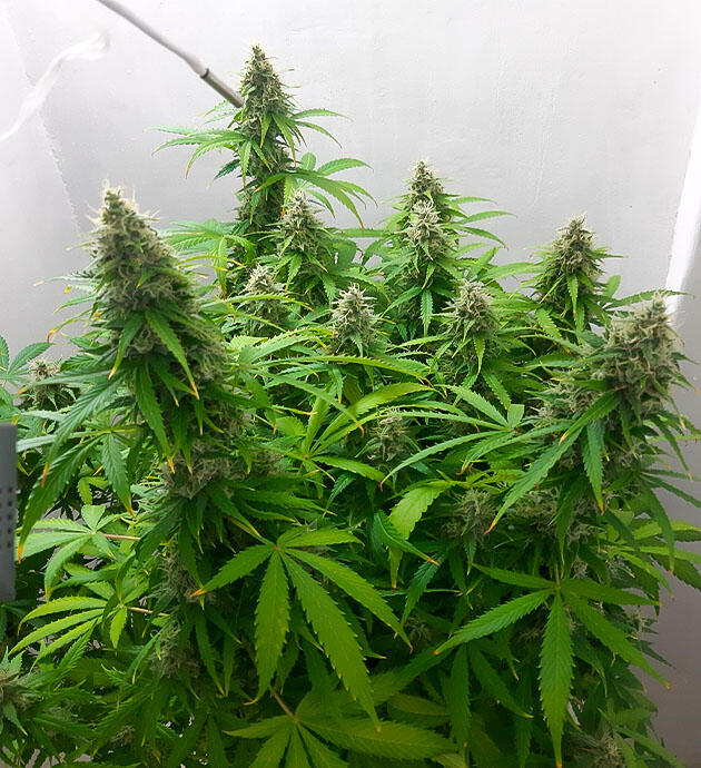 Куст Gorilla Cookies Auto от FastBuds на 13 неделе выращивания
