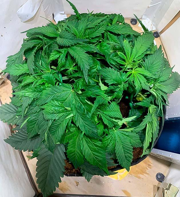 Финальная неделя вегетации каннабиса и подготовка к цветению Куст марихуаны ростом 18 см
