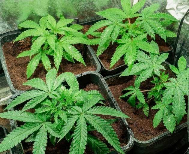 Кусты NUGGZ R1 от ETHOS Genetics на стадии вегетации