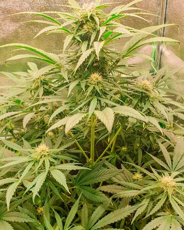 Куст Hellfire OG Auto от 7CH American на 9 неделе