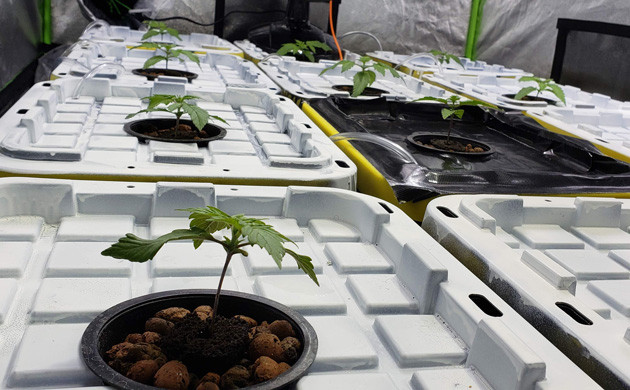 Формирование второй пары листьев на 2 неделе выращивания Вторая неделя выращивания