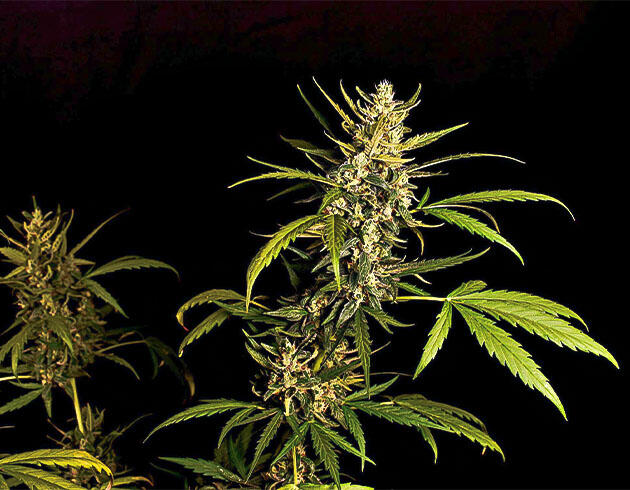 Полив и состав удобрений для конопли Куст Big Bud Auto на 8 неделе