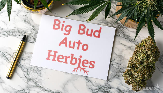 Гроурепорт сорта Big Bud Auto от Herbies Seeds