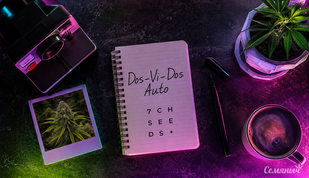 Гроурепорт сорта Dos-Vi-Dos Auto fem от Семяныча