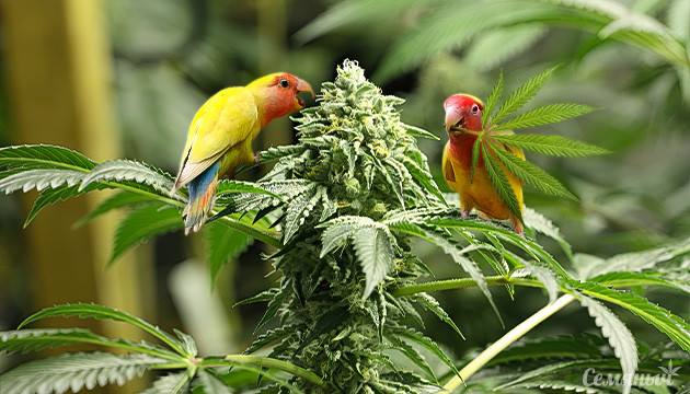 Семена конопли для попугаев конопляные семена в корме попугаев