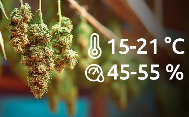 Оптимальные параметры при сушке марихуаны