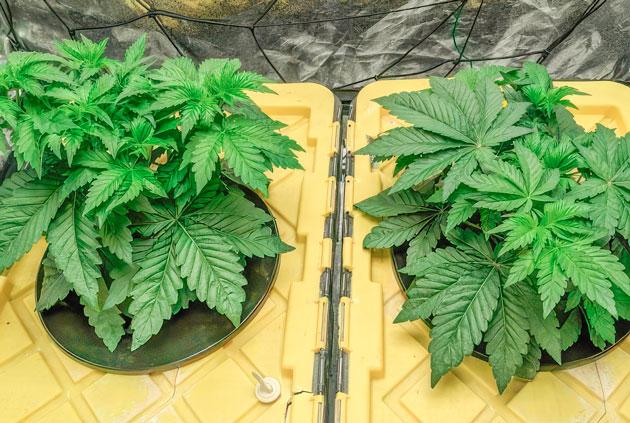 Конопля после стрессовой недели: здоровый рост и новые верхушки