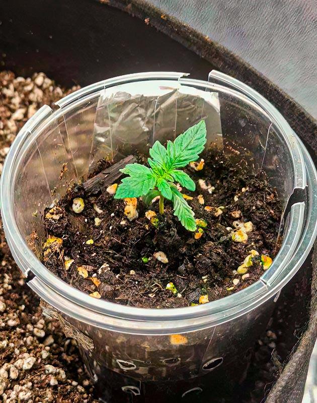 Проблемы с микроклиматом и полив конопли Росток Crystal WW Autoflower от Easy Grow Seeds на 2 неделе