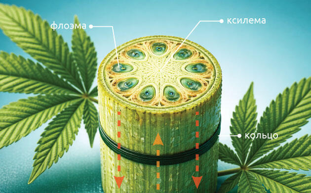 Суть метода кольцевания марихуаны