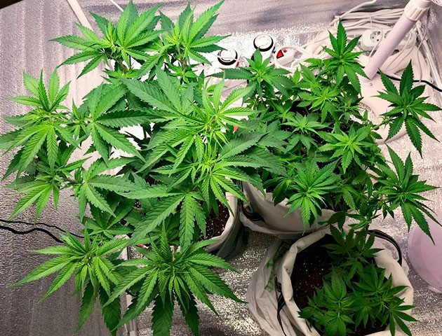 Стимуляция цветения сорта LSD Перевод на цветение растения LSD