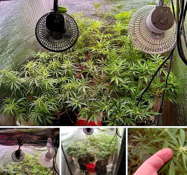 Конопля на 7 неделе роста Формирование шишек у каннабиса