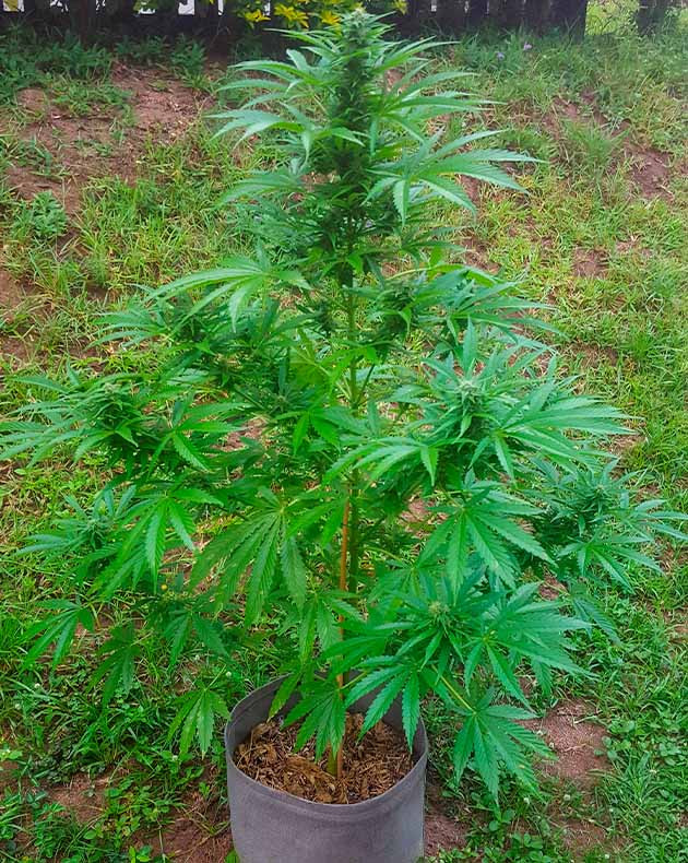 Появление на листьях следов вредителей