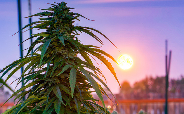 Основные характеристики выращивания