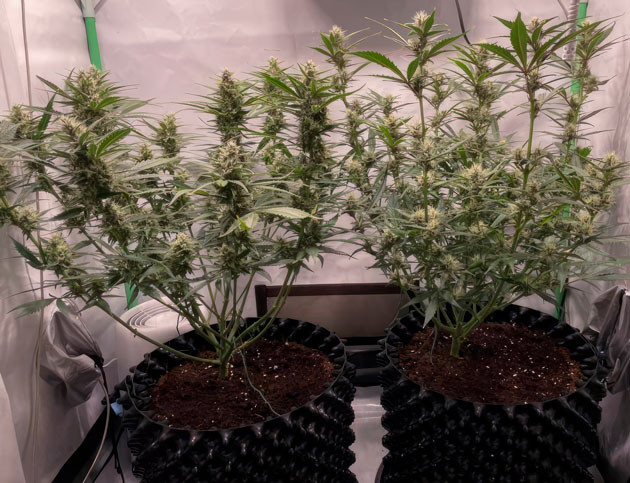 Расстояние от лампы до макушки марихуаны и корректировка влажности Кусты Apricot Auto от FastBuds на 7 неделе выращивания