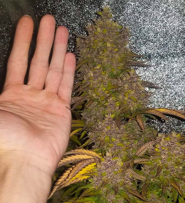 Подготовка к харвесту конопли Purple Juice Auto подготовка к харвесту Purple Juice Auto