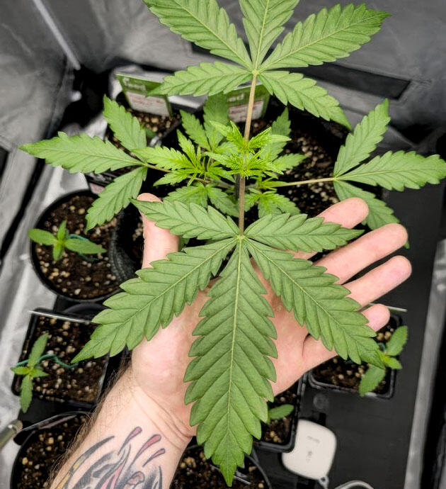 Куст Super Silver Haze на 3 неделе выращивания