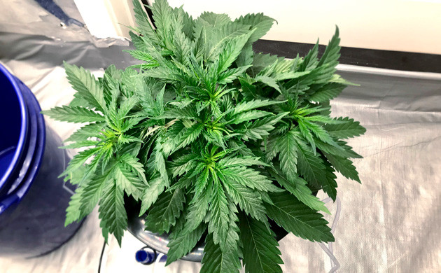 Куст в конце пятой недели