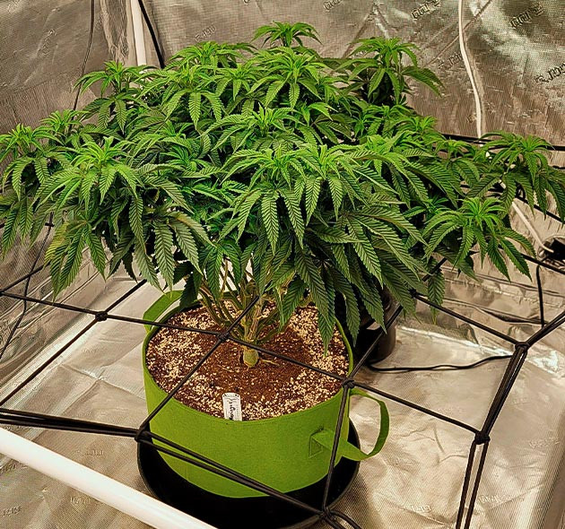 Куст «Меренги» высотой 70 см