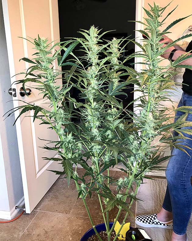 Куст Auto Chocolate Skunk на 6 неделе выращивания Кусты Auto Chocolate Skunk в горшках