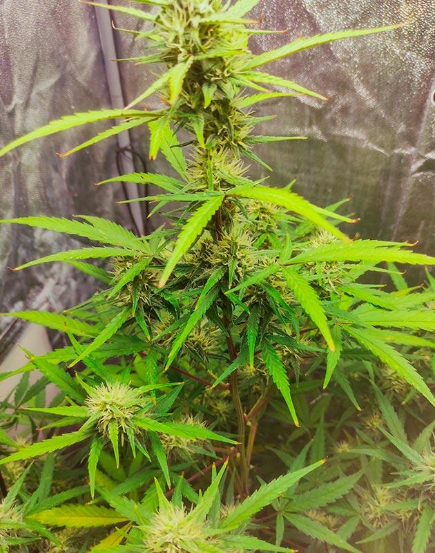 Куст Wedding Glue Auto от FastBuds на 8 неделе
