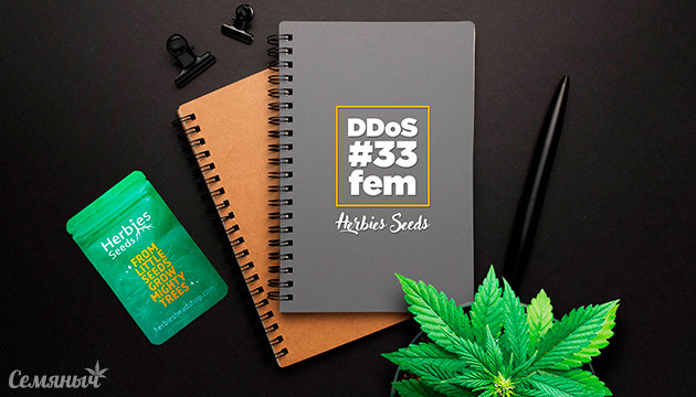 Выращивание сорта конопли DDoS #33 в индоре