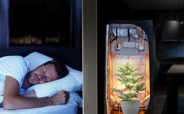 Избежание внимания соседей Выращивание конопли, когда все спят