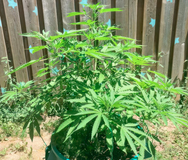 Подкормка конопли 6 неделя развития Jack Herer от Seedkeepers
