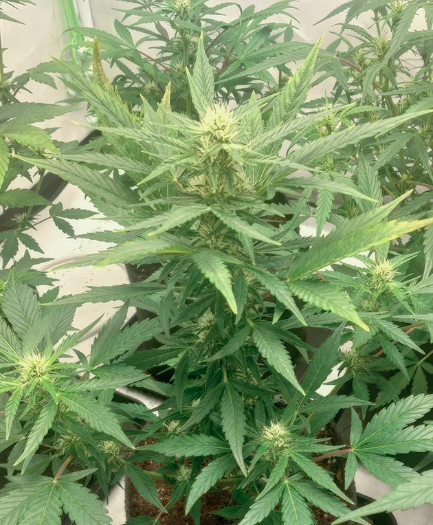 Смолистые шишки и аромат Frostbanger Auto Конопля на 6 неделе роста