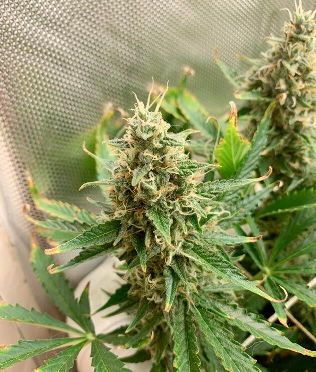 Куст Californian Snow Auto от FastBuds на 10 неделе
