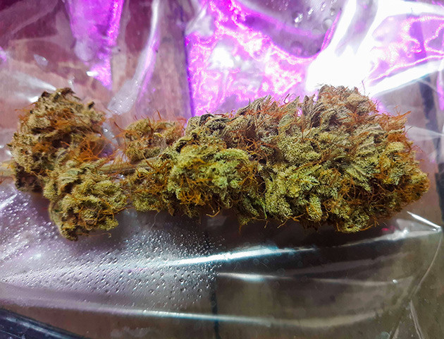 Сбор урожая и впечатления гровера Харвест