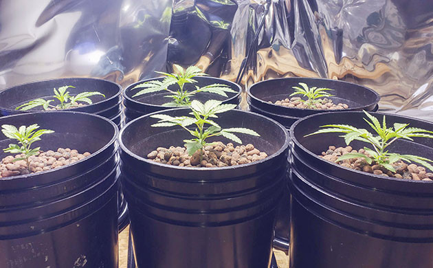 Добавление увлажнителя при выращивании Мимоза Шот