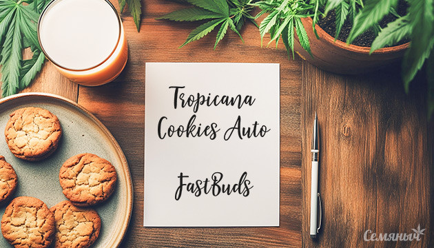 Ожидания и подготовка к культивации Tropicana Cookies Auto