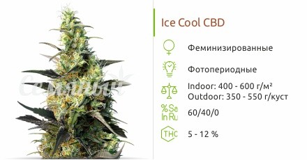Ice Cool CBD fem (Sweet Seeds)