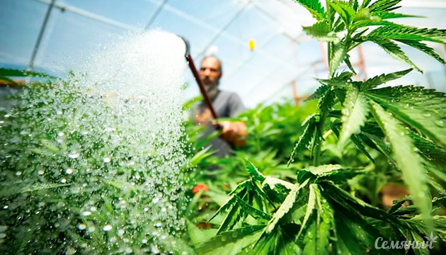 Полив конопли Как поливать марихуану