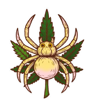 White Widow Auto fem (Семяныч)