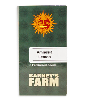 Amnesia Lemon fem (Barney's Farm)