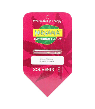 Lemon OG Haze fem (Nirvana Seeds)