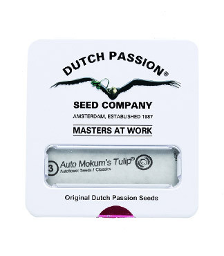 Auto Mokum's Tulip fem (Dutch Passion)