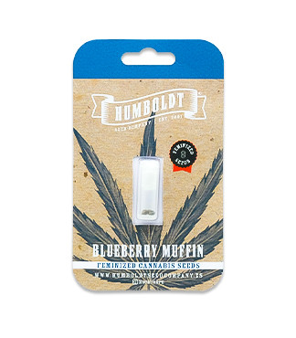 Blueberry Muffin fem (Humboldt Seed Company)