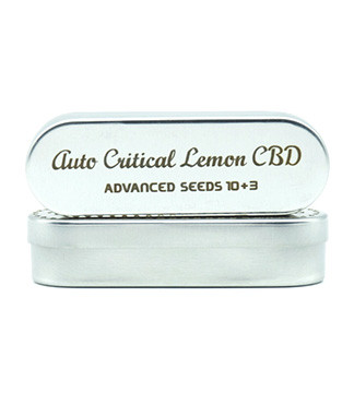 Auto Critical Lemon CBD fem (Advanced Seeds)
