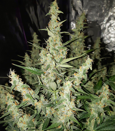 Семена сорта Auto Ak 2 fem (Семяныч)