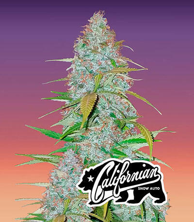Семена сорта Californian Snow auto fem