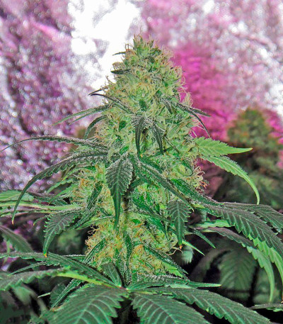 Сорт конопли California Hash Plant