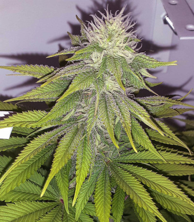 Семена сорта Mazar fem (Dutch Passion)