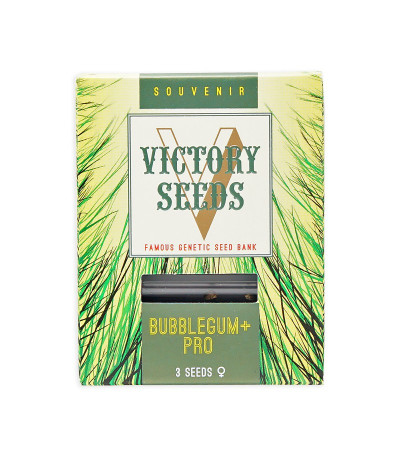 Семена сорта Bubblegum+ Pro fem (Victory Seeds)