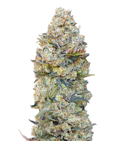 Микс семян конопли Female Collection #1 (00 Seeds)