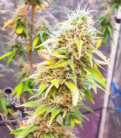 Семена конопли сорта Zoap от 7CH American