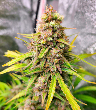 Семена сорта Crime Caramel 2 Auto fem (Семяныч)